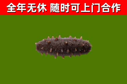 柳州回收海参干